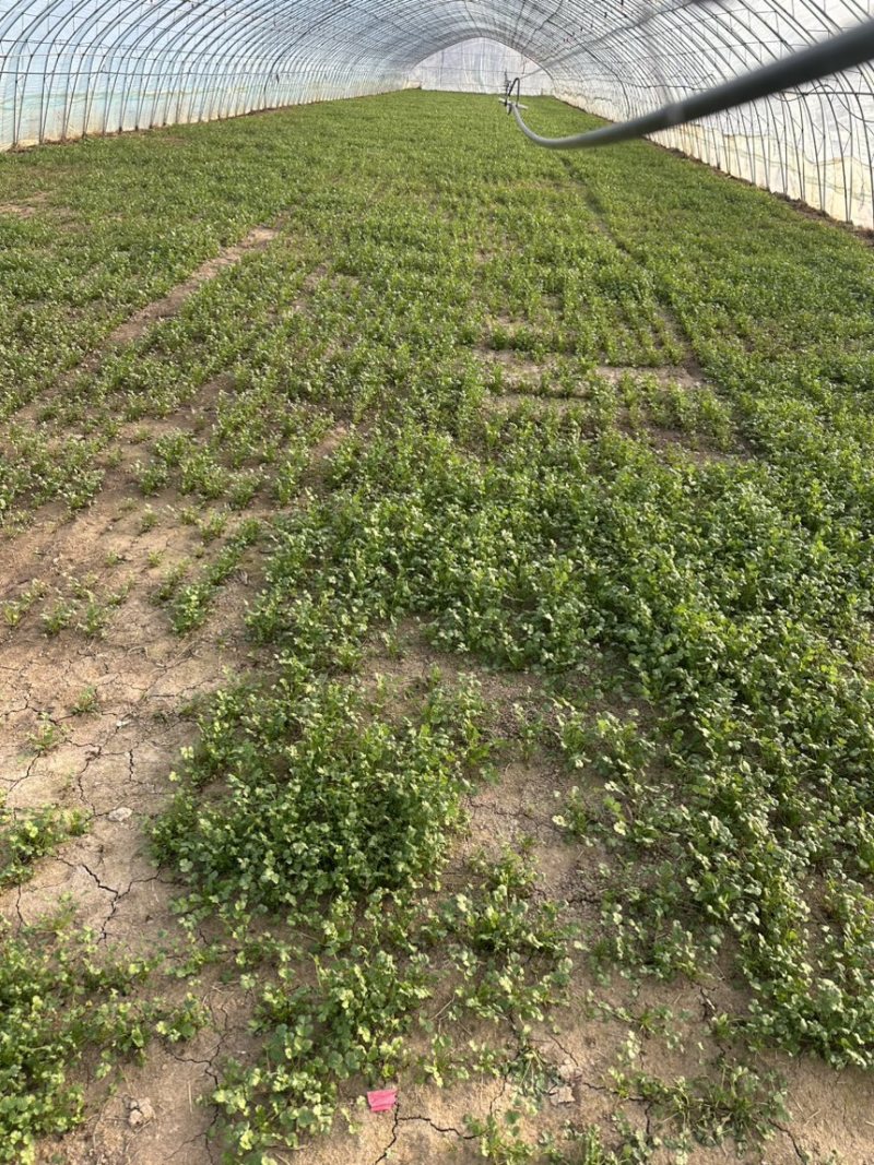 【诚信卖家】河南大叶荆芥基地供应大量有货量大从优