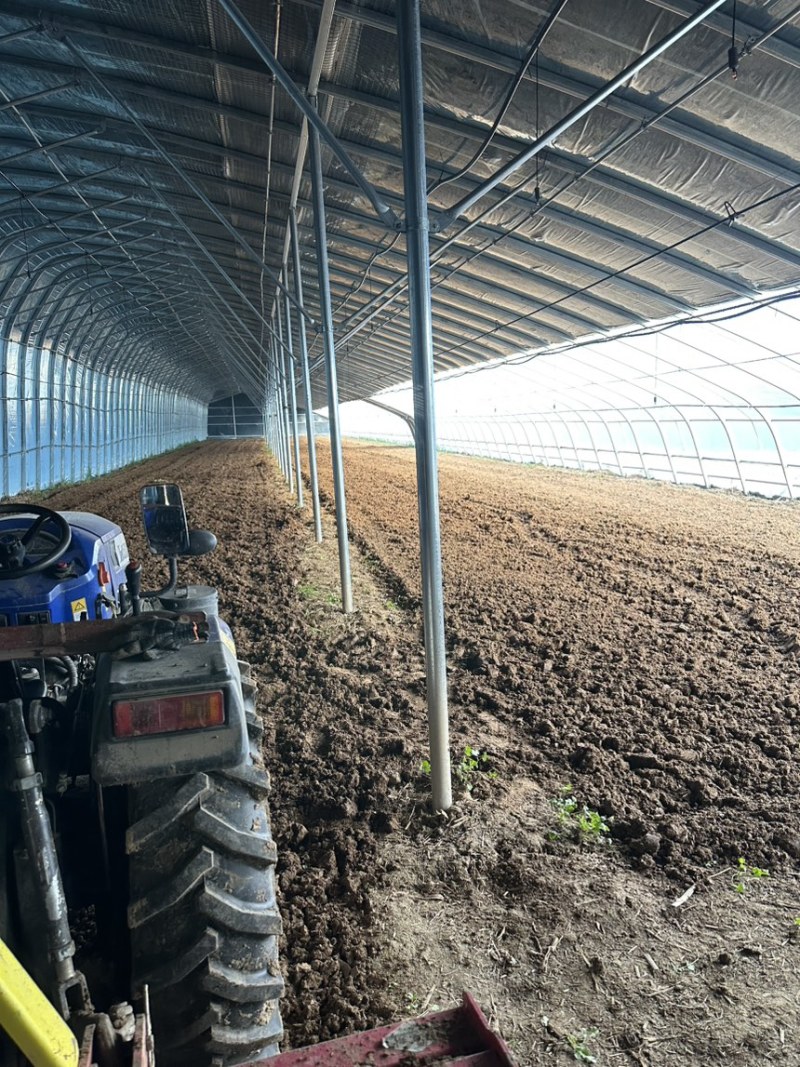 【诚信卖家】河南大叶荆芥基地供应大量有货量大从优