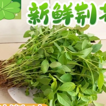 【精品】河南大叶荆芥产地直发现摘现发欢迎选购