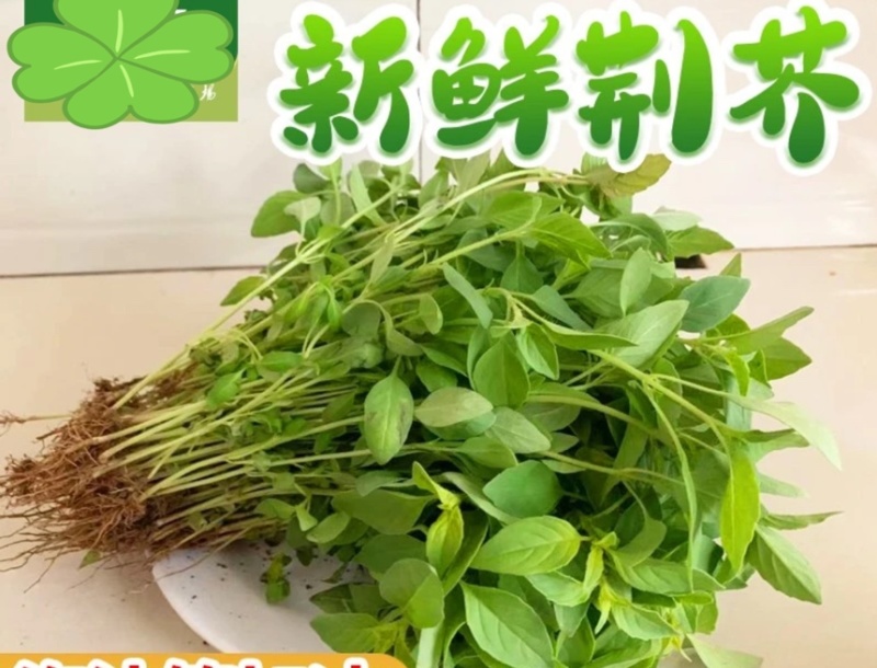 【精品】河南大叶荆芥产地直发现摘现发欢迎选购