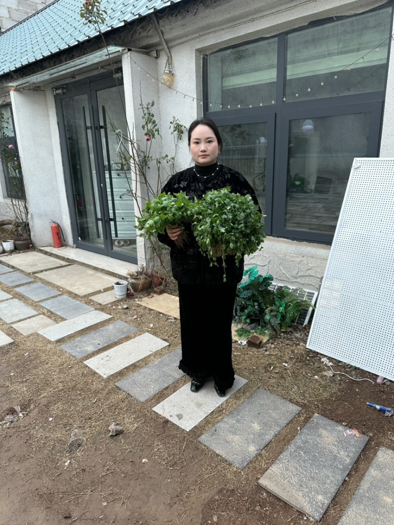 【精品】河南大叶荆芥产地直发现摘现发欢迎选购