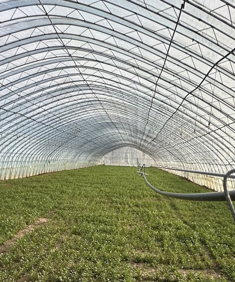 【精品】河南大叶荆芥产地直发现摘现发欢迎选购