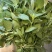 【精品】河南大叶荆芥产地直发现摘现发欢迎选购