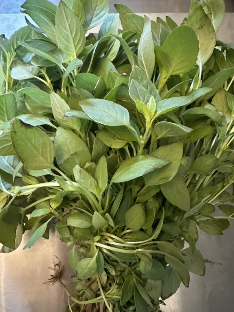 【精品】河南大叶荆芥产地直发现摘现发欢迎选购