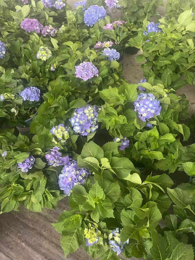 无尽夏绣球自家苗圃大小都有有营养杯成活率高全国接单可线上交易