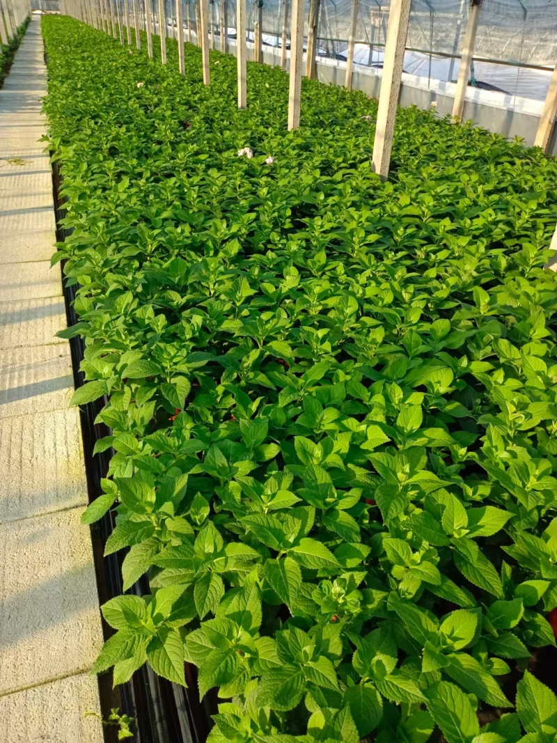 无尽夏绣球自家苗圃大小都有有营养杯成活率高全国接单可线上交易