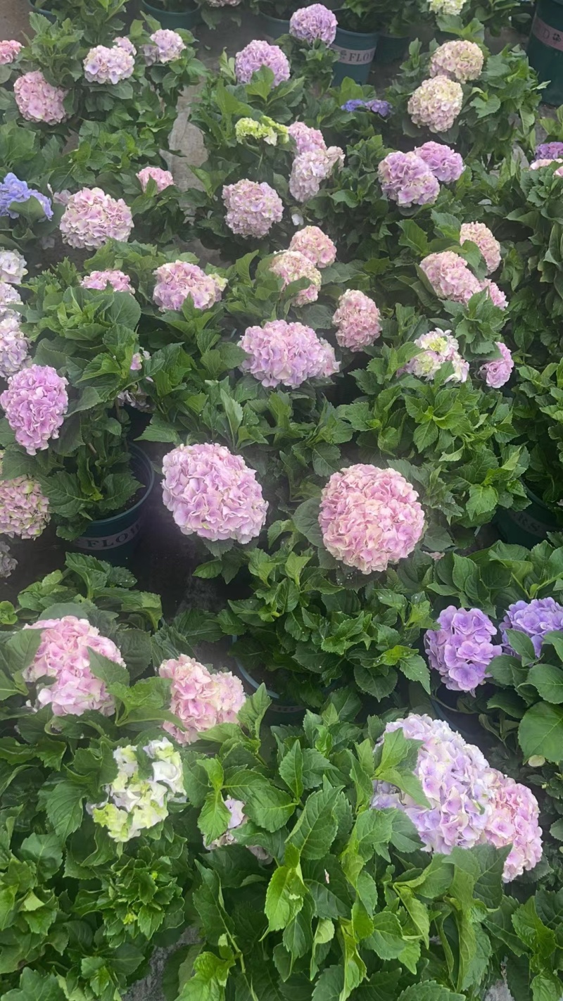 无尽夏绣球自家苗圃大小都有有营养杯成活率高全国接单可线上交易