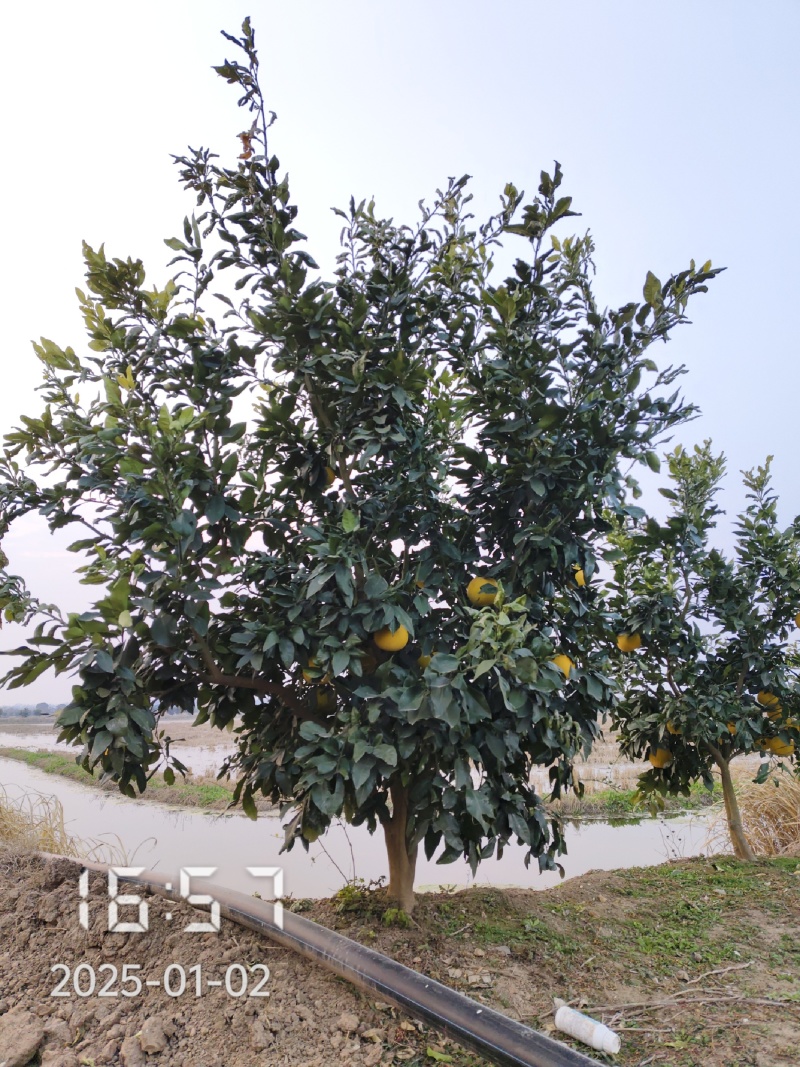 10-18的柚子树，嫁接柚子树，量大，欢迎选购
