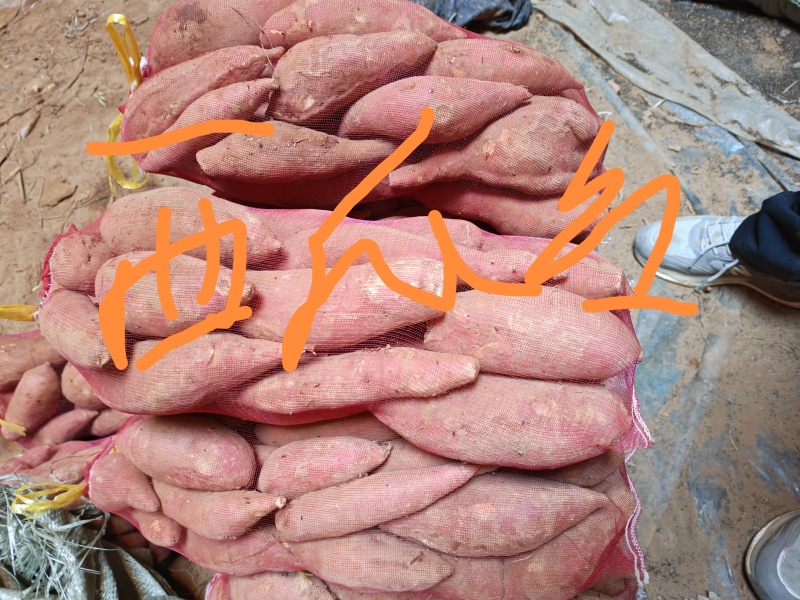 红薯批发价