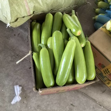 新鲜西葫芦，健康美味，**特惠！
