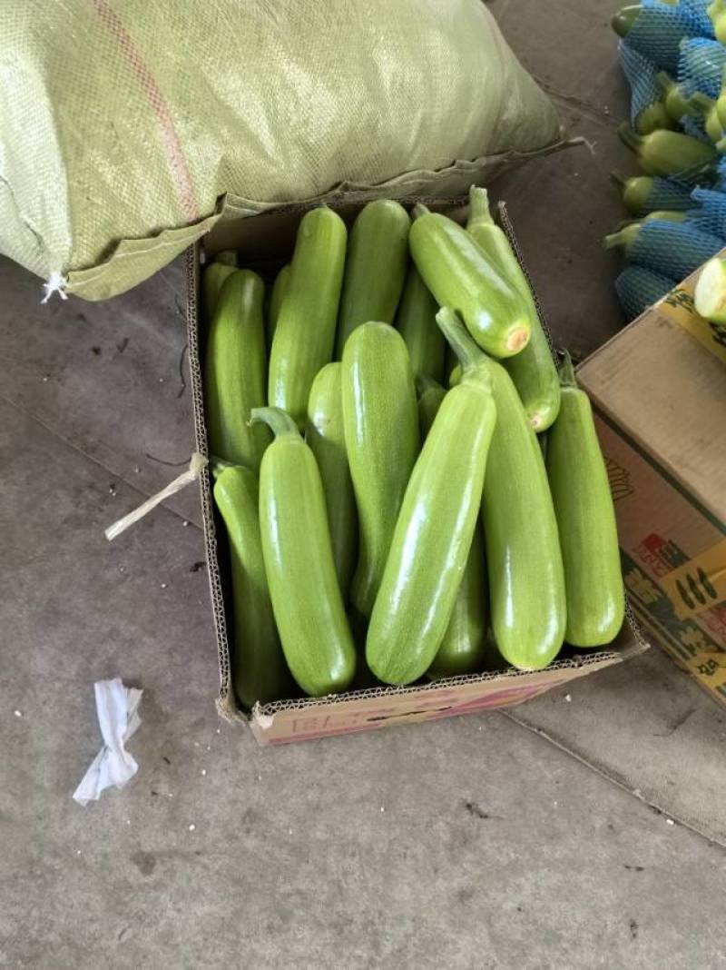 新鲜西葫芦，健康美味，**特惠！