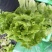 精品意大利。生菜