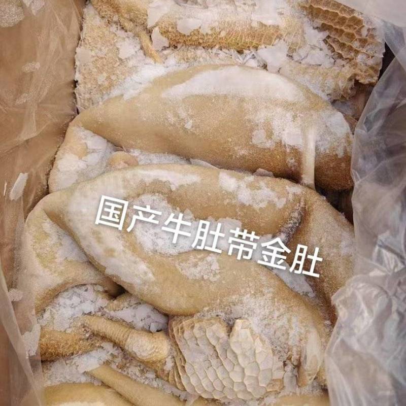 牛肚带筋骨