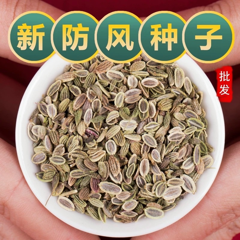 防风种子关防风籽包发芽率提供技术回收产品