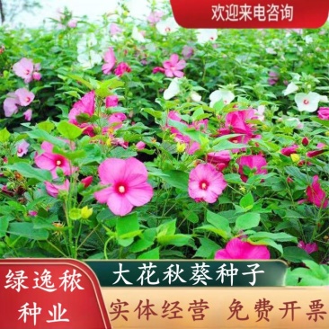 大花秋葵种子多年生宿根草芙蓉花草籽耐热耐旱花期长观赏花