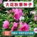 大花秋葵种子多年生宿根草芙蓉花草籽耐热耐旱花期长观赏花
