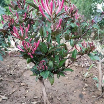 红色金银花苗，五彩金银花苗，产地批发。保证成活率，死苗补