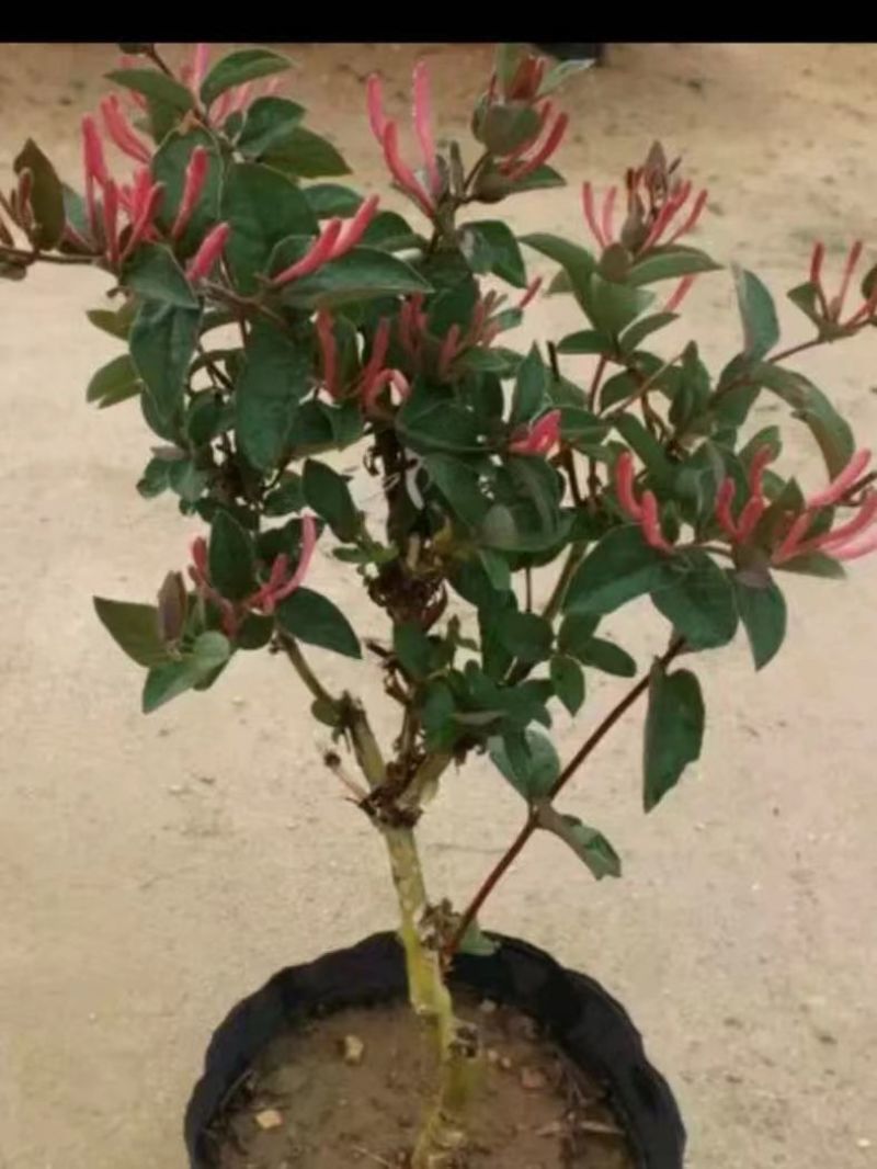 红色金银花苗，五彩金银花苗，产地批发。保证成活率，死苗补