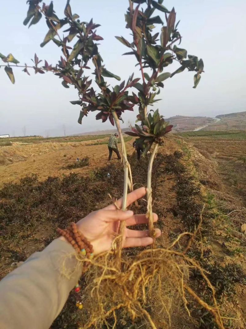 红色金银花苗，五彩金银花苗，产地批发。保证成活率，死苗补
