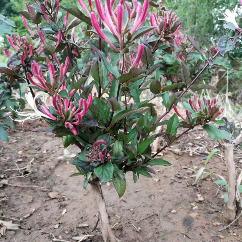 红色金银花苗，五彩金银花苗，产地批发。保证成活率，死苗补