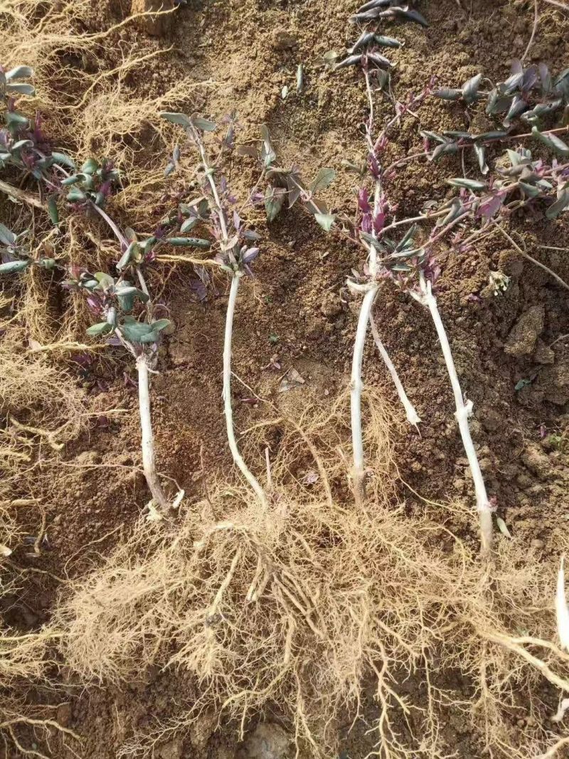 红色金银花苗，五彩金银花苗，产地批发。保证成活率，死苗补