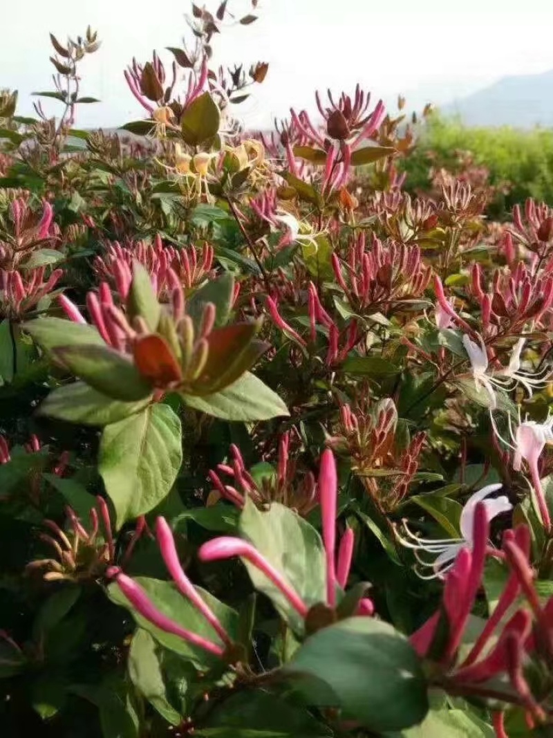 红色金银花苗，五彩金银花苗，产地批发。保证成活率，死苗补