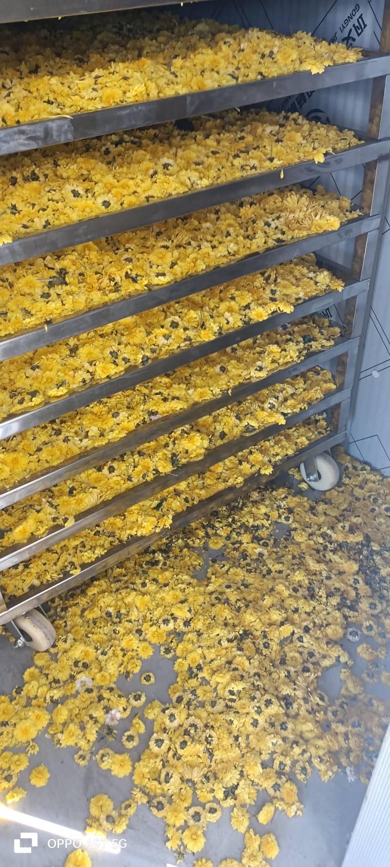 药菊花