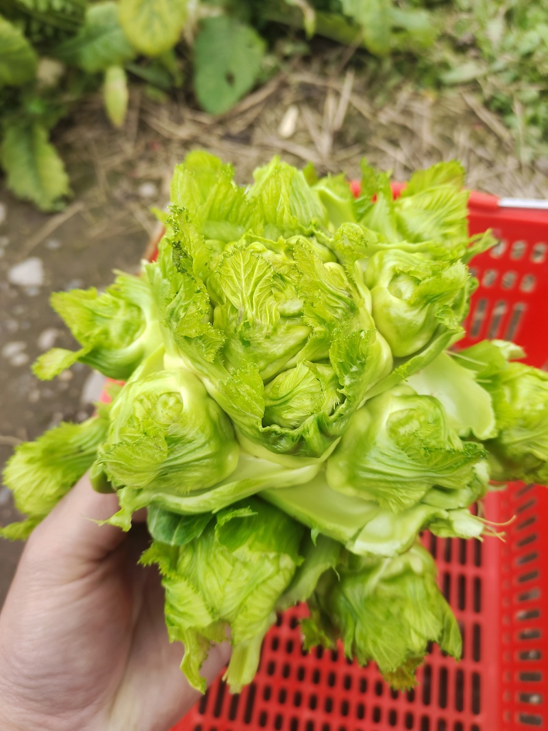 小心儿菜上市中，支持电商，超市，厂货，欢迎各位朋友的采购