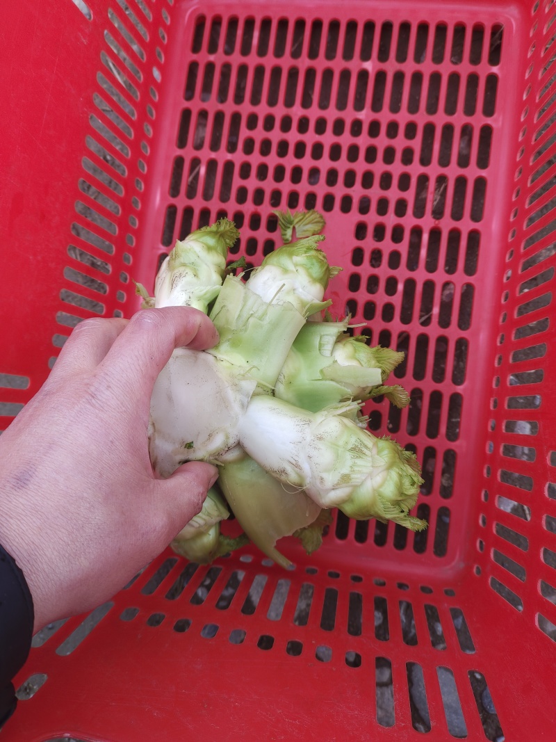 小心儿菜上市中，支持电商，超市，厂货，欢迎各位朋友的采购