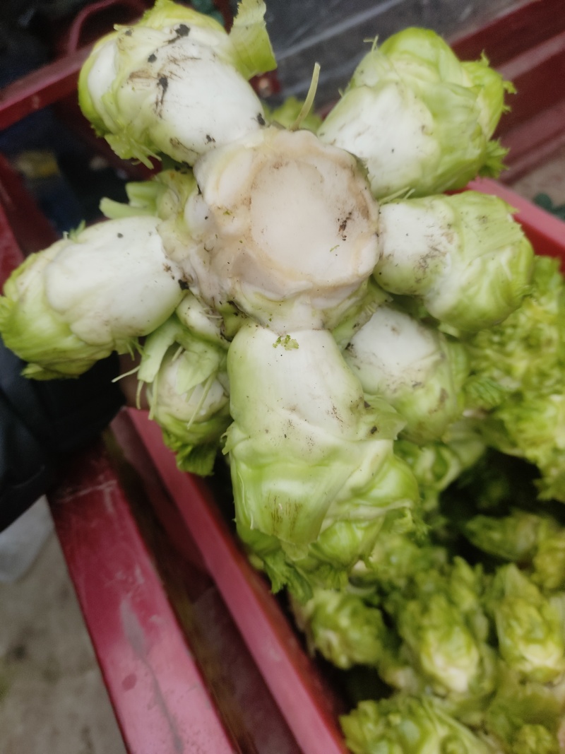 小心儿菜上市中，支持电商，超市，厂货，欢迎各位朋友的采购