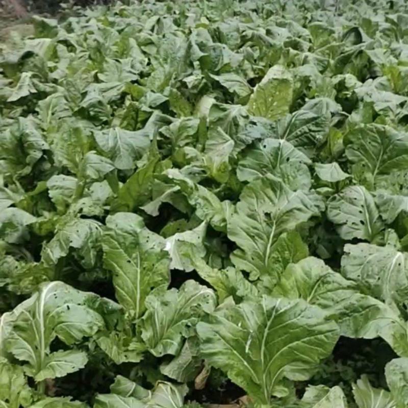 榨菜0.2一斤，地址在资阳市乐至县中和场镇，欢迎采购