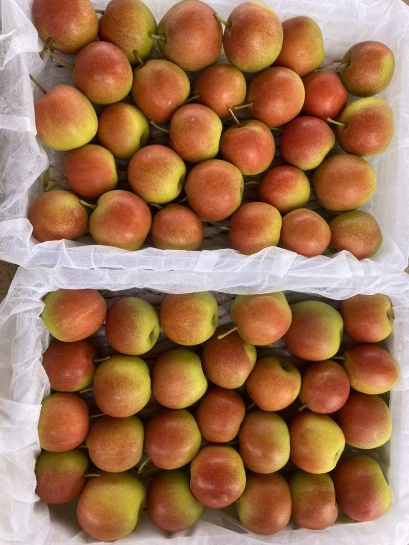 樱桃蜜梨