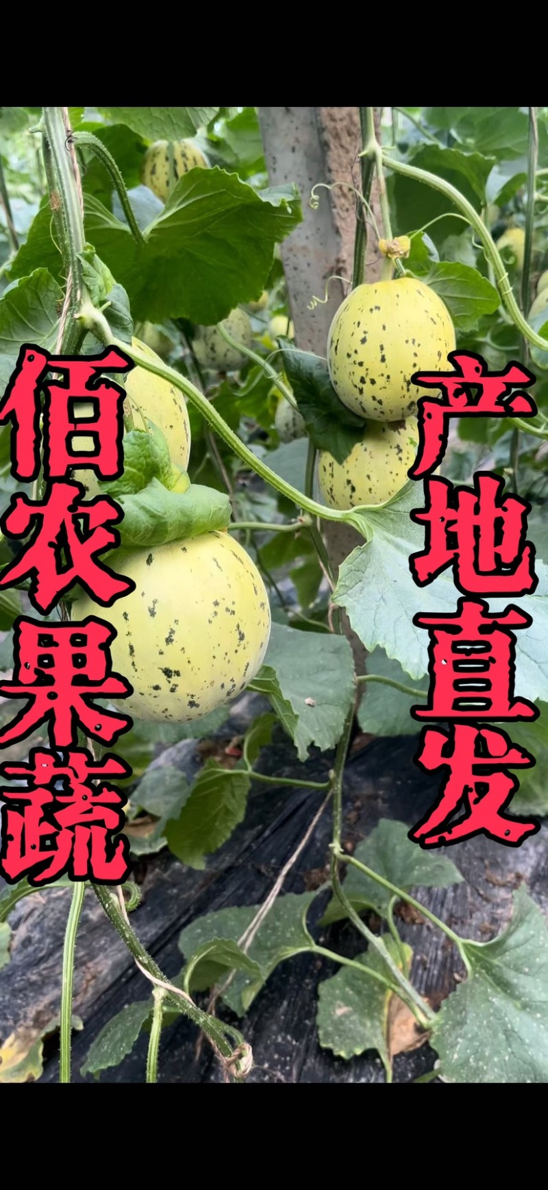 花美人甜瓜口感好甜度适中产地直发保质保量