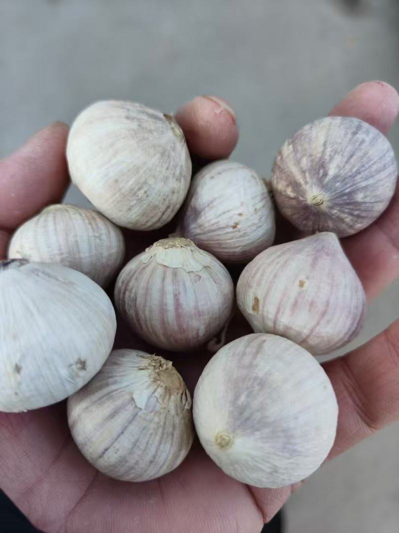 独头蒜大蒜产地批发