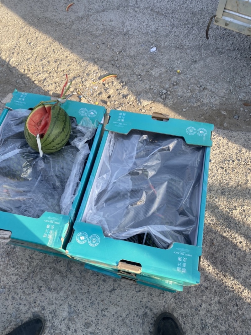 小西瓜产地直发清甜可口对接全国市场