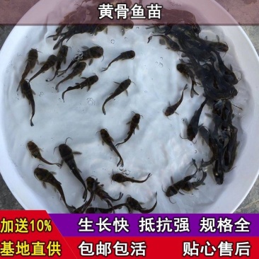 广东养殖户直供优质杂交黄骨鱼苗技术支持