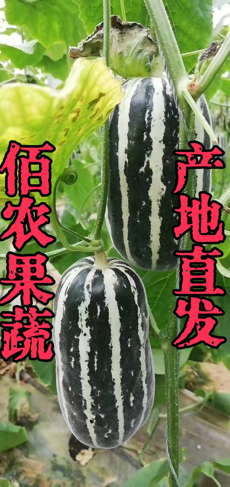 甜瓜博洋9号产地直发大量有货可视频看货