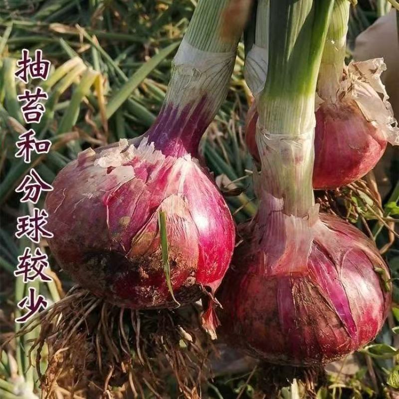 云南元谋红皮洋葱，精品洋葱大量有货保质保量欢迎咨询