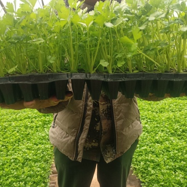 精品穴盘芹菜苗大量上市