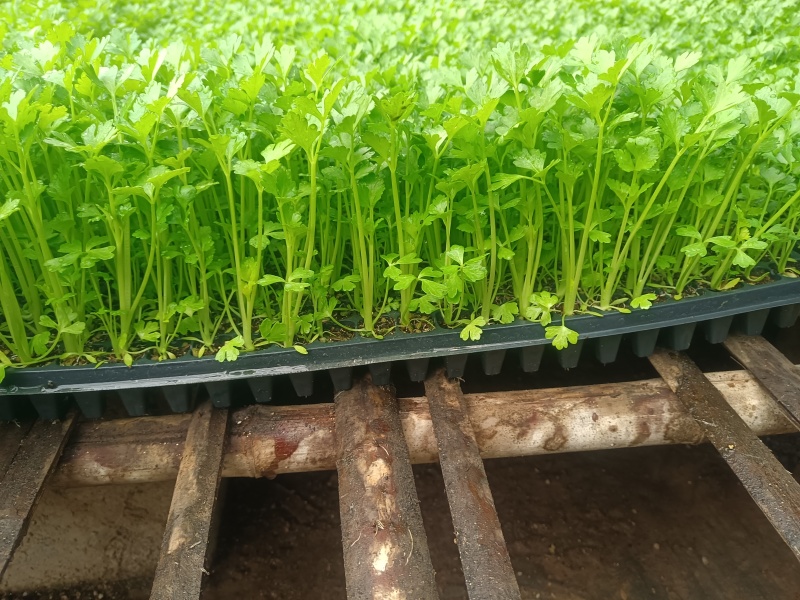 精品穴盘芹菜苗大量上市