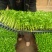 精品穴盘芹菜苗大量上市