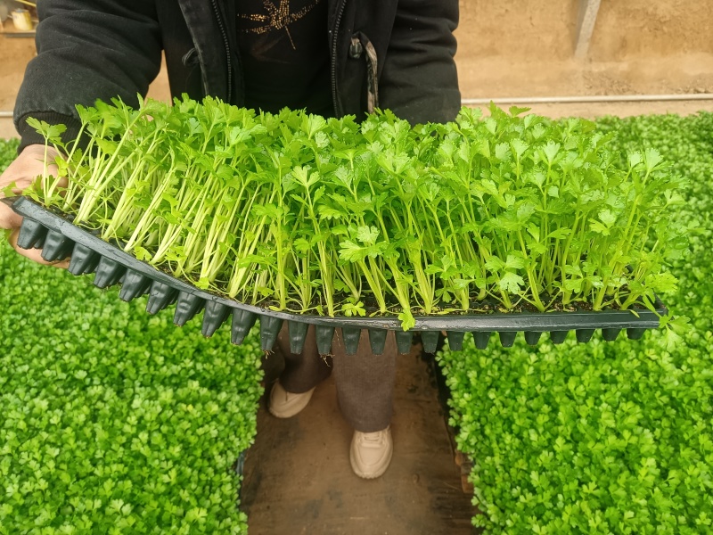 精品穴盘芹菜苗大量上市
