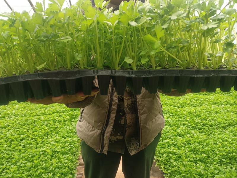 精品穴盘芹菜苗大量上市