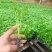 精品穴盘芹菜苗大量上市