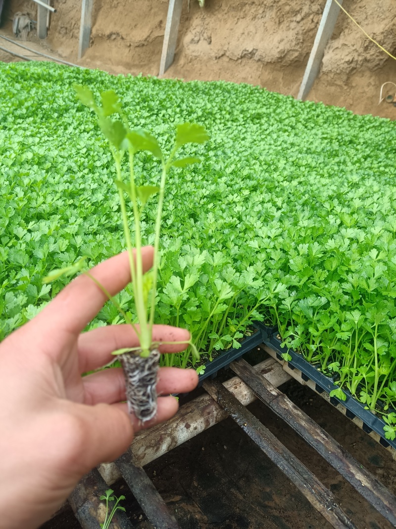 精品穴盘芹菜苗大量上市