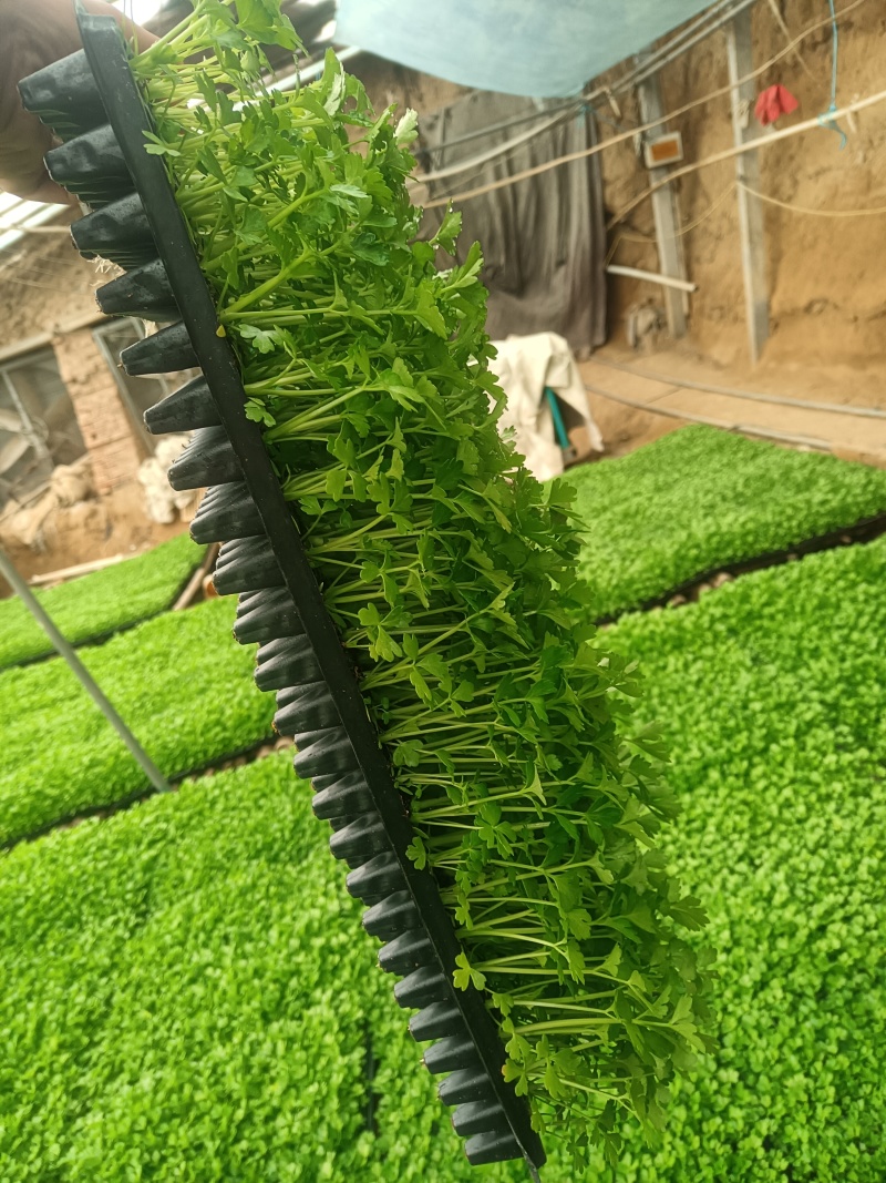 精品穴盘芹菜苗大量上市