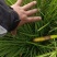 山东博雨麦冬草基地直销批发，可视频看货