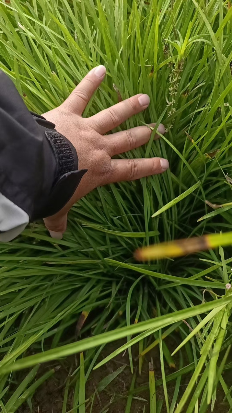 山东博雨麦冬草基地直销批发，可视频看货
