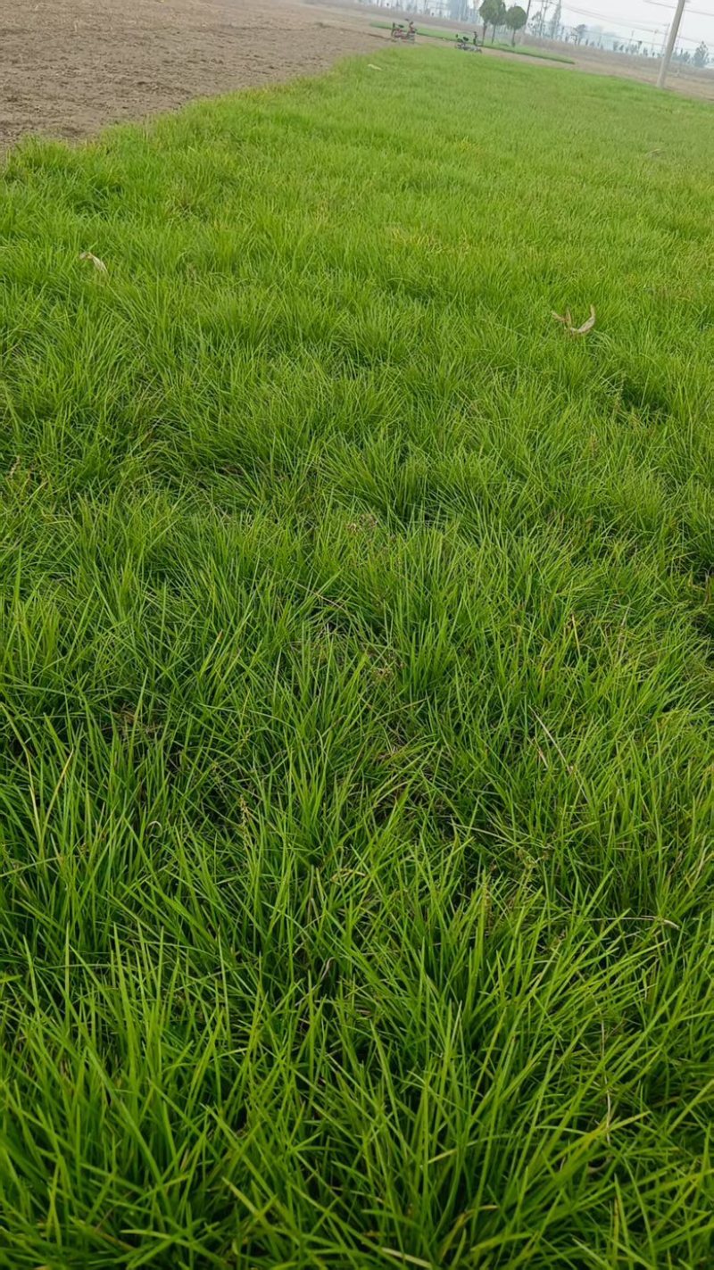 山东博雨麦冬草基地直销批发，可视频看货