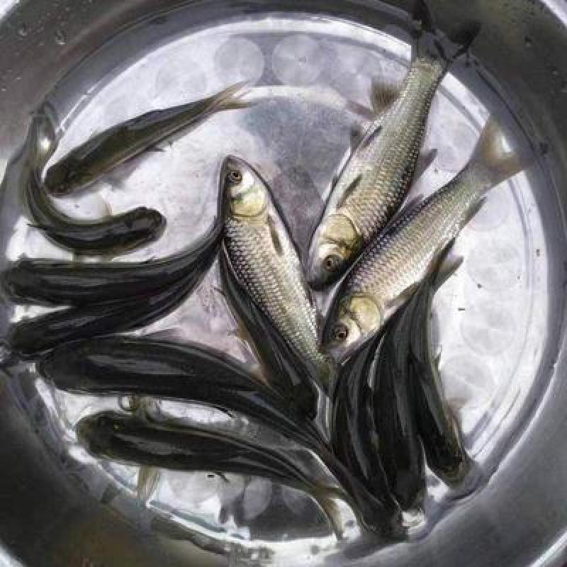 皖鱼鱼苗长江草鱼苗送货上门技术支持规格齐全